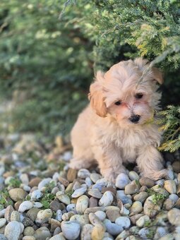 Maltipoo - 8