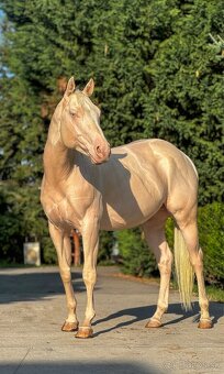 Pripúšťanie charakterným QH cremello žrebcom - 8
