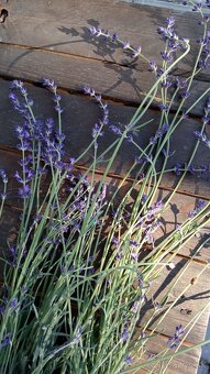 Levanduľa lekárska  - sadenice - 8