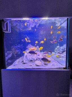 Akvárium 1000L cichlidy - 8