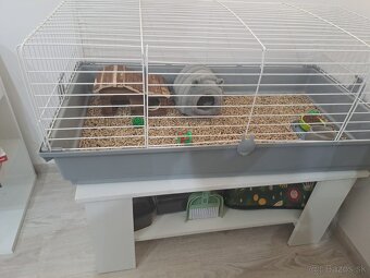 Ježko bielobruchý s vybavením - 8