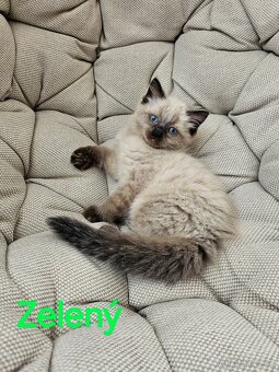 Ragdoll mačiatka - 8