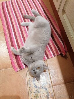 Britské mačiatka - 8