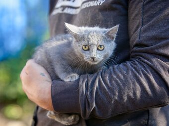 Darujem mačiatka z ulice - čierne, sivé, whiskas - 8
