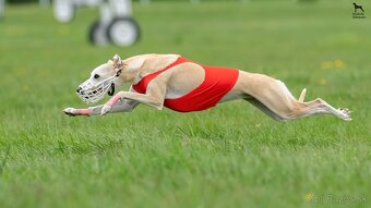 Šteniatko Vipet/Whippet s preukazom pôvodu - 8