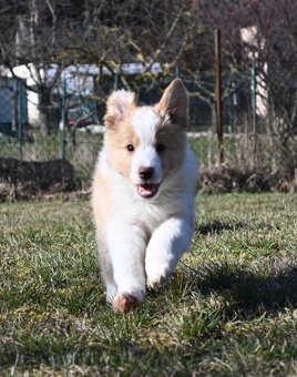 Border Collie / Border Kólia s PP - 8