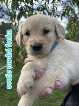 Šteniatka zlatý retriever - 8
