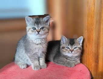 Britská kratkosrstá - 8