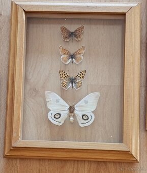 Zbierka motýľov v rámikoch - 8
