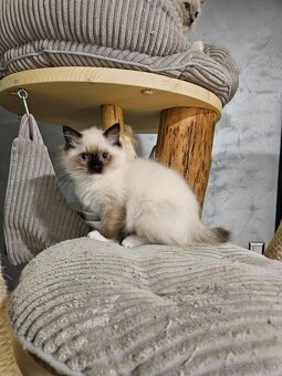 Koťata Ragdoll s PP - 8