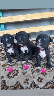 Americký stafordsirsky terier, Stafford, amstaf - 8