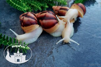 Africké slimáky Lissachatina fulica / Terárium gekón škrečka - 8
