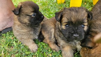 Pomeranian - 8