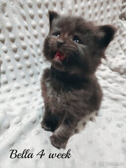 Mainska myvalia mačka - mačiatka Maine coon - 8