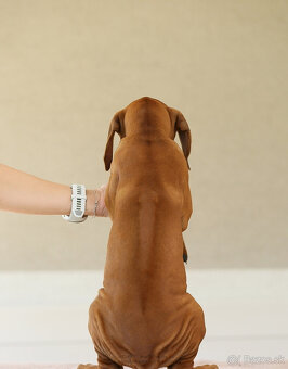 Rhodesian Ridgeback šteniatka s PP IHNEĎ K ODBERU - 8