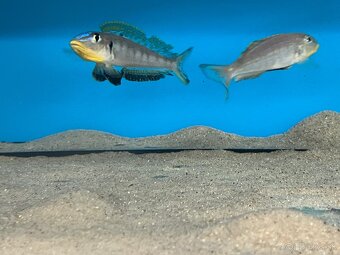 Africké cichlidy, rôzne druhy - 8