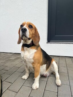 Beagle - 8