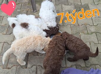 Lagotto romagnolo - pejsek - 8