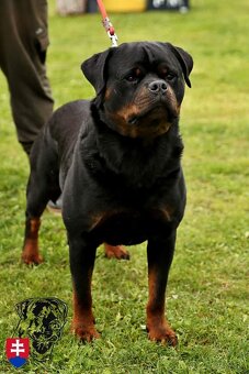 Rottweiler, rtw, rotvajler - 8