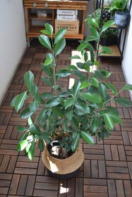 Ficus ginseng 10-15 cm - 8