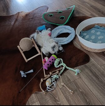 Ragdoll  250€ - 8