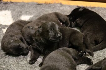 Nemecký ovčiak  s PP - 8