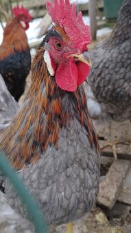 Predam kohuta kohutov - 8