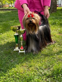 Yorkshirsky terrier, jorkšírsky teriér s PP - 8