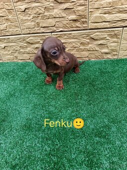 Jazvecìk trpaslici - 8