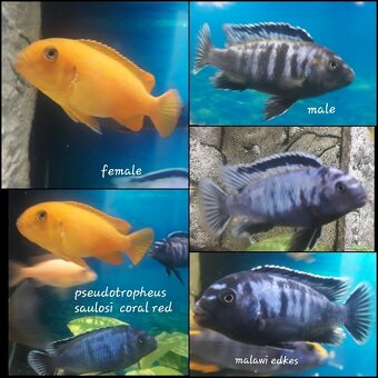 Rybky malawi - 8
