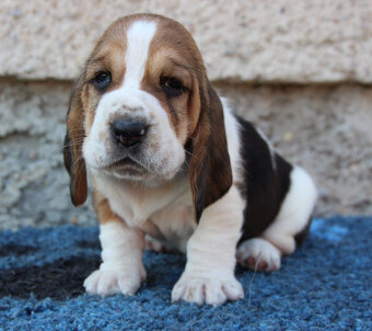 Basset hound - šteniatka s PP po importovaných rodičoch - 8