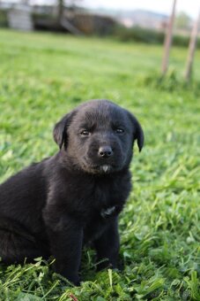 Šteniatka labradora k rezervácii - 8