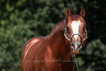 QH kobyla - 8