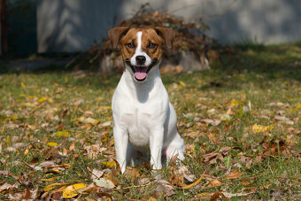 štěňata Jack Russell teriéra s PP - 8