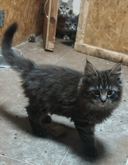 Mainska mývalia mačka - 8