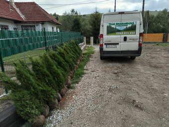 Tuja Smaragd, vavrínovec, červienka - Trenčín - 8