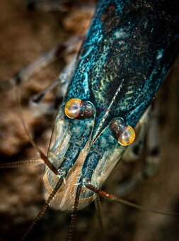 PREMIUM AKVA KREVETKY Caridina a Neocaridina - Odchovy - 8