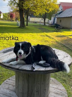 Predám šteniatka border kolie – otec mix border kolie - 8