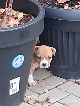 Americky stafordsirsky terier - 8