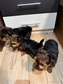 York, Yorkshire, Yorkshire terier, mini yorkshire - 8