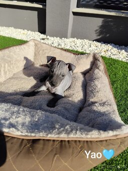 Americký bezsrstý teriér- šteniatka - 8