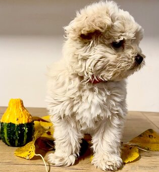 Maltipoo - 8