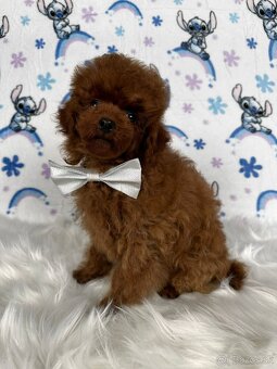 Pudel toy/Pudlík toy - red brown psíček - 8