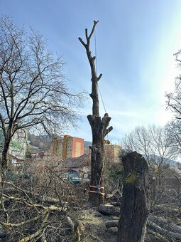 Výrub rizikových stromov - 8