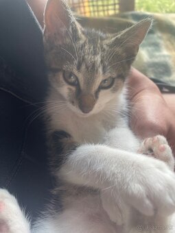 1/2 Mainská mývalia mačka/kocúr (Maine Coon) - 8