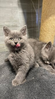 Britský Kocurik - 8