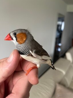 Zebrička austrálska - 8