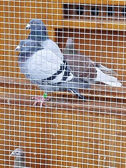 Poštovné holuby - 8