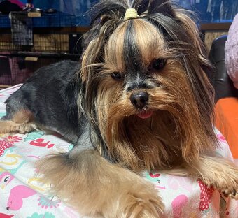 Yorkshire terrier s PP - 8