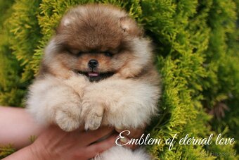 Pomeranian FCI - 8